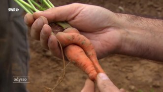 Strategie der Krummen Grurken III