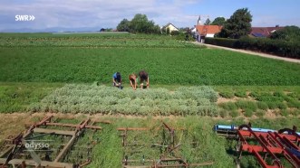 Strategie der Krummen Grurken IV