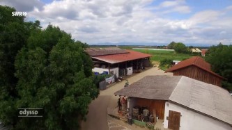 Strategie der Krummen Grurken