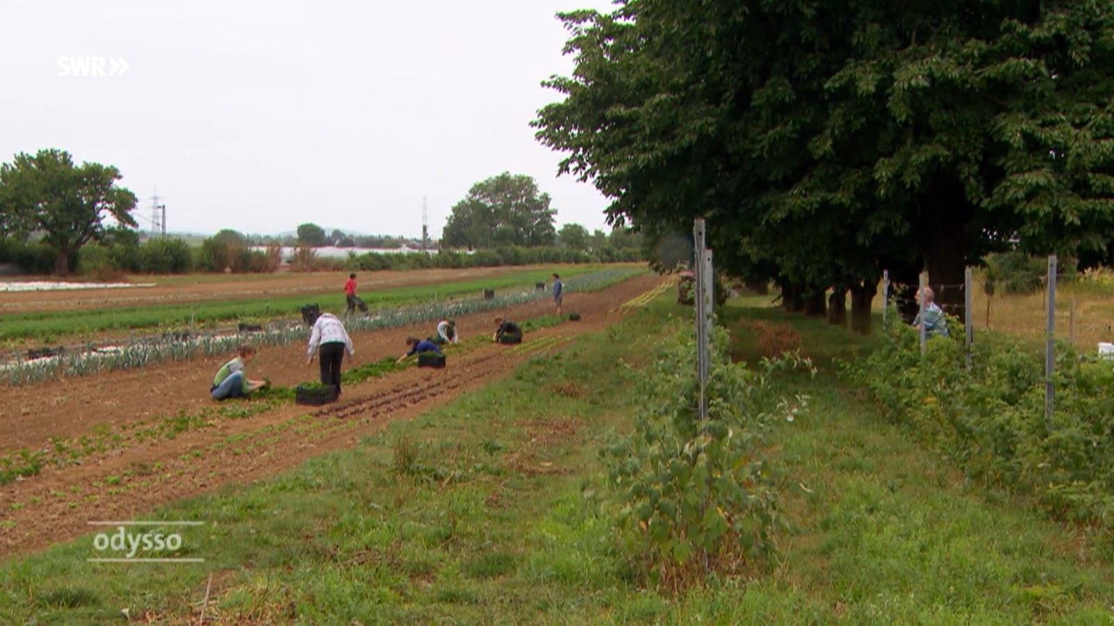 Strategie der Krummen Gurken II